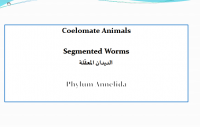 2022-03-22 03_45_15-الديدان المعلقة.pdf - Foxit PhantomPDF