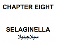 سيلاجينيلا