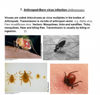 الالتهابات الفيروسية التي تنقلها المفصليات-min
