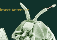 Insect Antennae