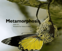 Metamorphosis