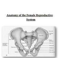 تشريح الجهاز التناسلي للأنثى